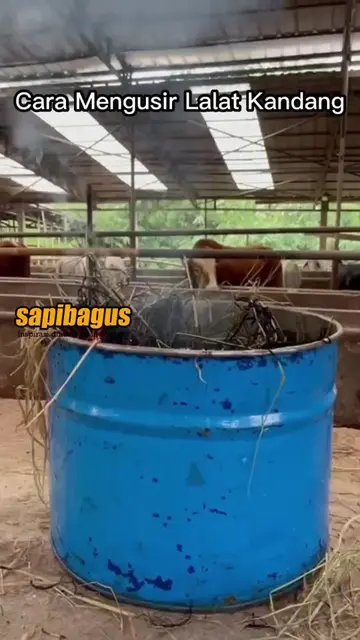 Cara-Mengusir-Lalat-Kandang-Sapi